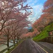 しろ