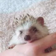 ハリポチ