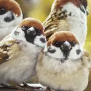 ももまんじゅうの画像