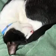 ミッキー