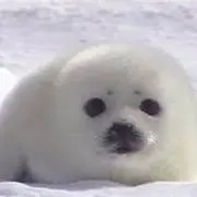ちょこざらしの画像