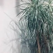 メリの画像