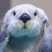 りあの画像