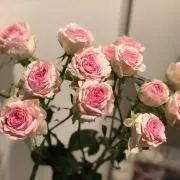 にっちの画像