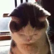 kyomeiの画像