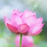 アユミの画像