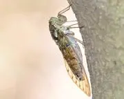 ひぐらし