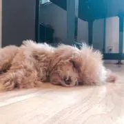 じよじよの画像