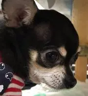 ばるたん