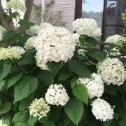 はなはな