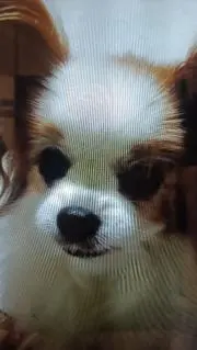 ダイズの画像