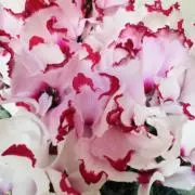 ラビタンの画像