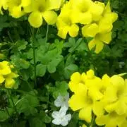 青山ゆず3