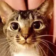 ヒジまつ【購入前コメントをお願いします】の画像