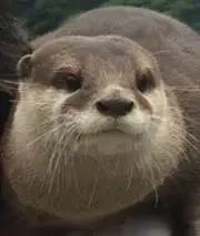 pandacafeの画像