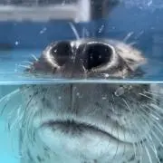 もりの画像