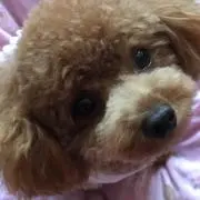 memechocoの画像