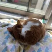 Lemon sodaの画像
