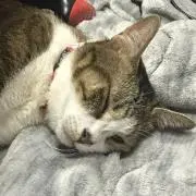 うにの画像