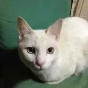 ちくちく