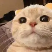 mabiの画像