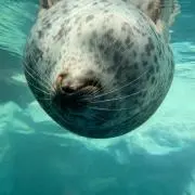 ハチワレ