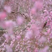 ネフェの画像