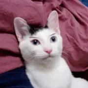 ジェット