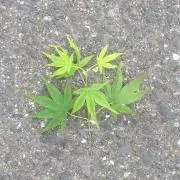 チャンプ