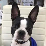 ゴン