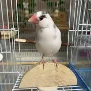 さ子