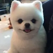 ちゃの画像