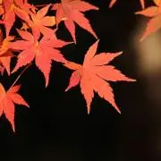 perfectの画像