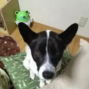 チャッピー67