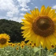 まぷ0801の画像