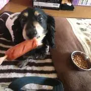 チョコタン
