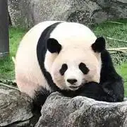 ❁⃘*みゅうななꕤ*.福音ꕤ❁⃘*鈴の画像