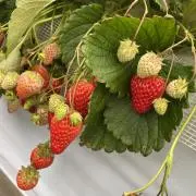 ぽんの画像
