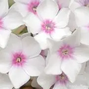 ましろ