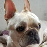 モフモフ　断捨離中〰️(*^^*)の画像