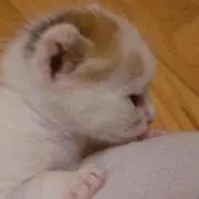 ころころ*.♪。★*・゜
