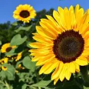 ひまわり(断捨離中)の画像