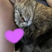 ヴィヴィねこ