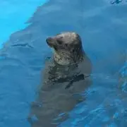 はるちの画像