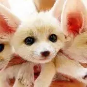 あさひの画像