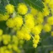 ミモザの画像