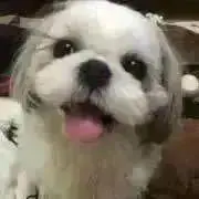 茜の画像
