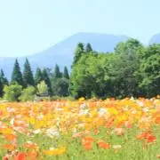 ひなたぼっこの画像