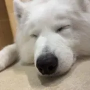 ななりんの画像