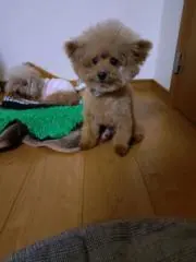 ブラン【プロフ見て下さい】の画像
